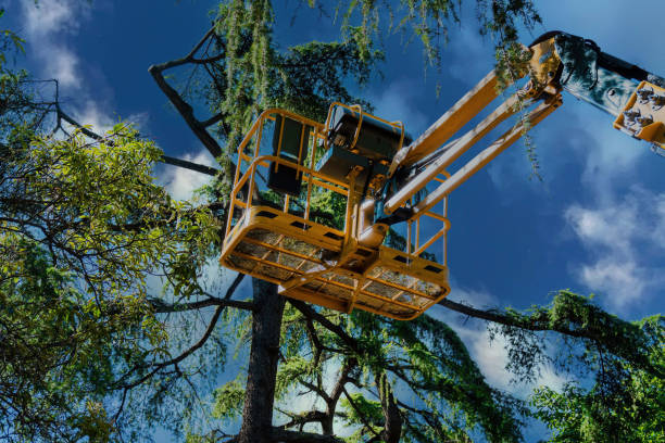 Best Hazardous Tree Removal  in Benbrook, TX