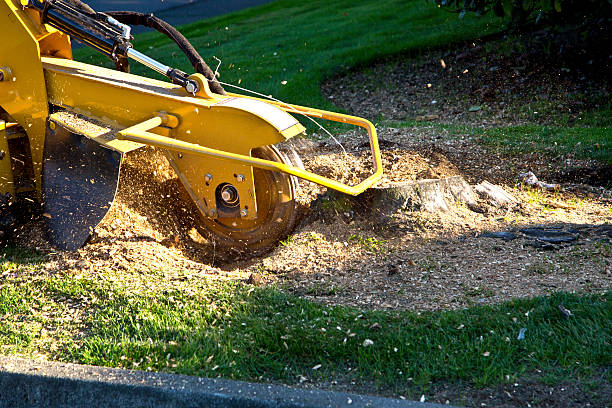 Best Lawn Irrigation Installation and Maintenance  in Benbrook, TX
