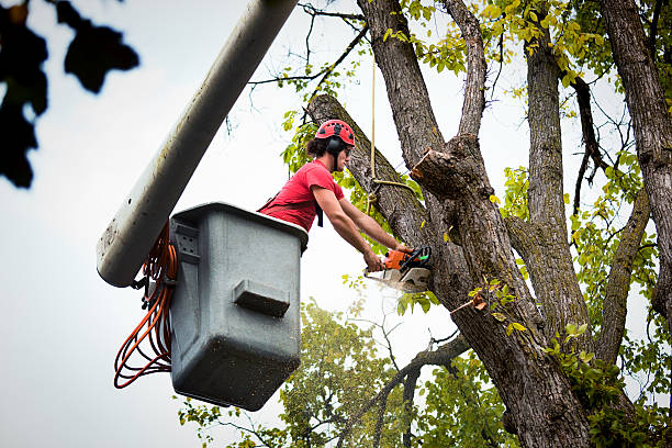 Best Stump Grinding and Removal  in Benbrook, TX
